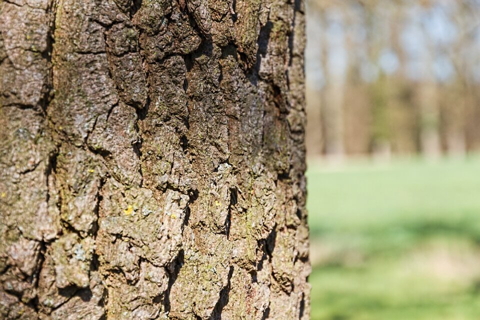 Tribe brown structure