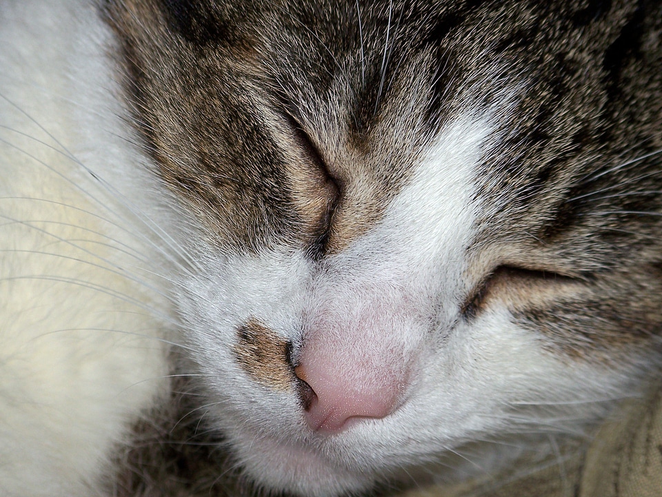 Asleep feline domestic