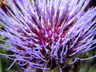 Purple plant nature