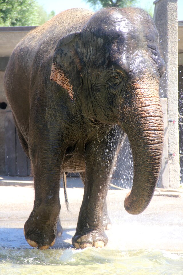 Pachyderm grey large