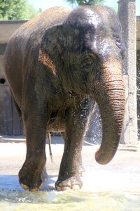 Pachyderm grey large