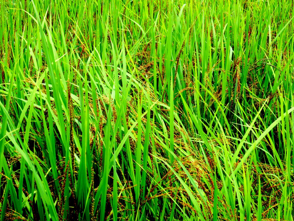Landscape natural fresh