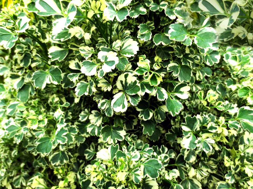 Leaf environment natural