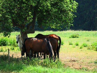 Horses fields summer