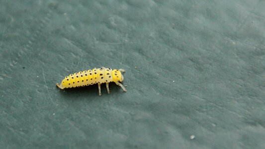 Yellow psyllobora vigintiduopunctata coccinellidae