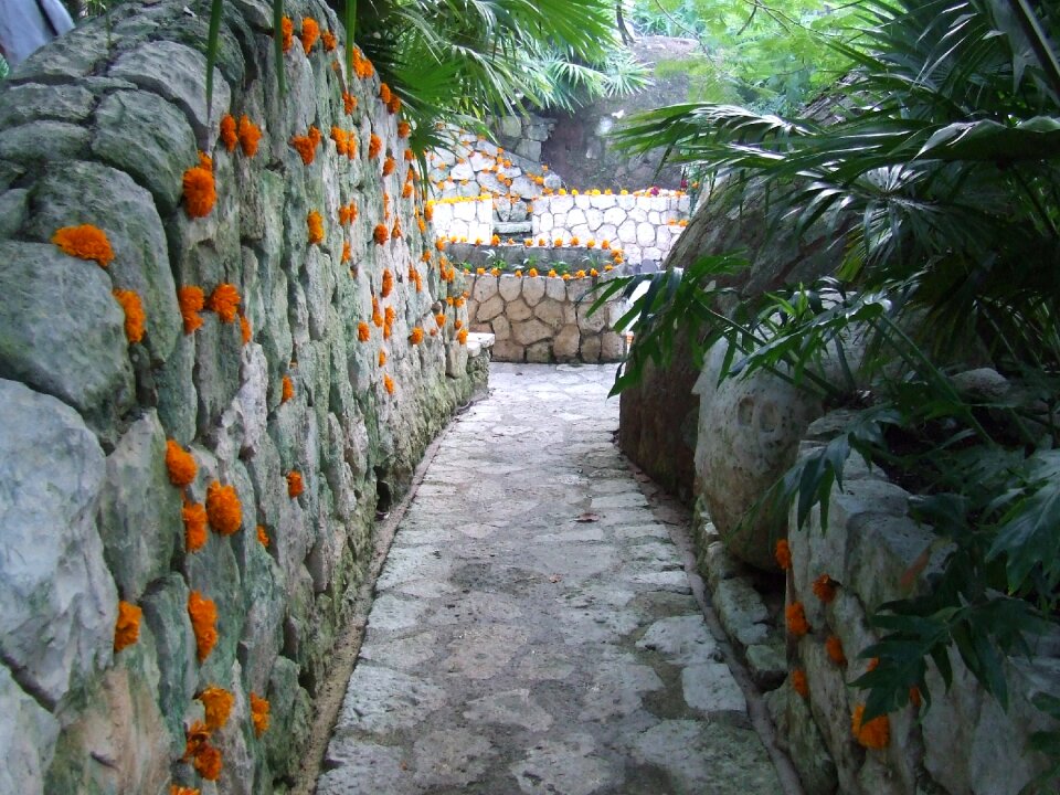 Rocks plants xcaret