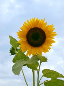Sunflower summer flowers yellow flowers