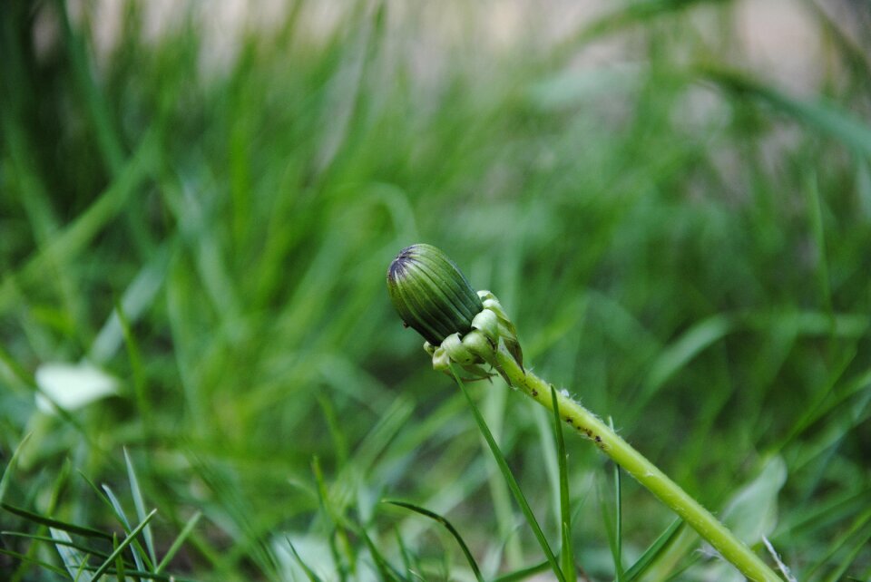 Bud plant nature