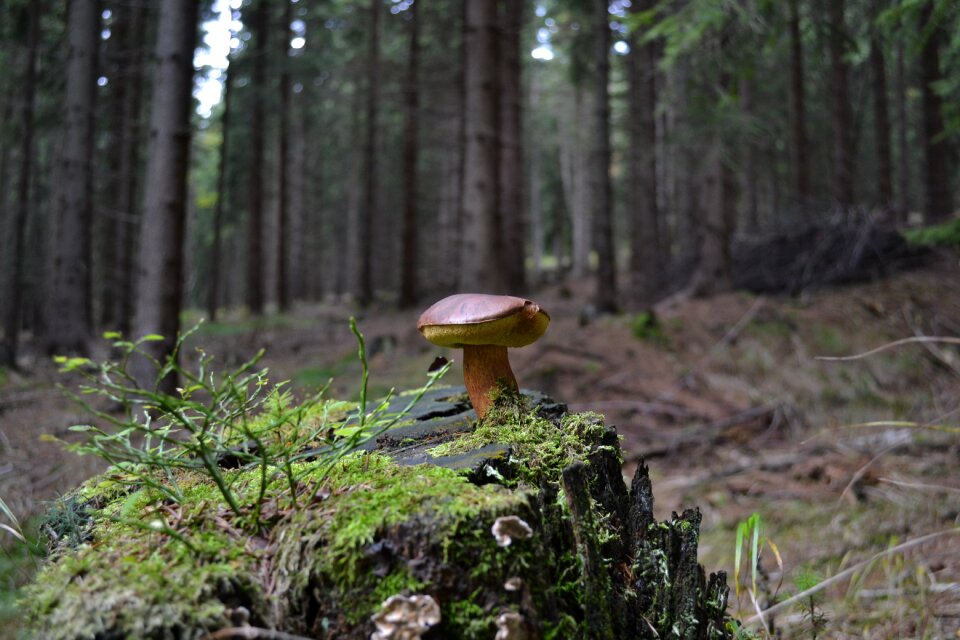 Fungus stump mushrooms