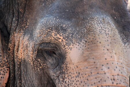 Proboscis pachyderm section