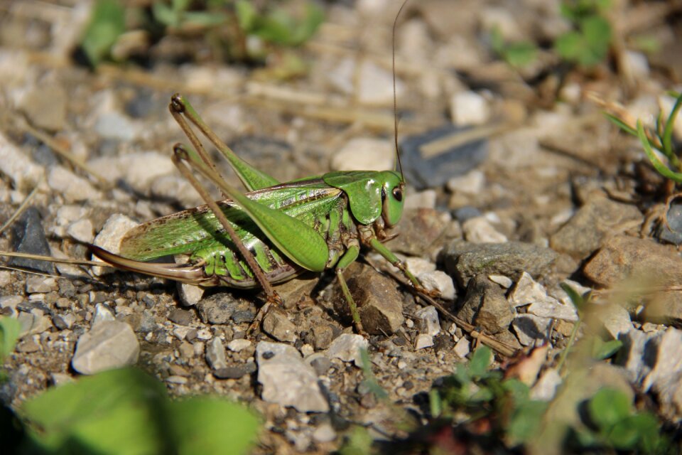 Insect rhinestones nature