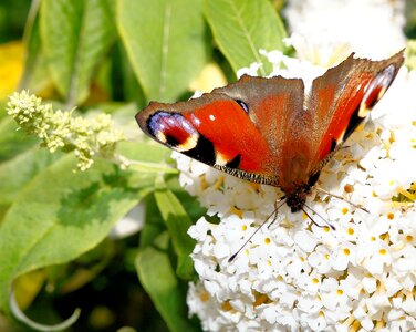 Edelfalter colorful insect photo