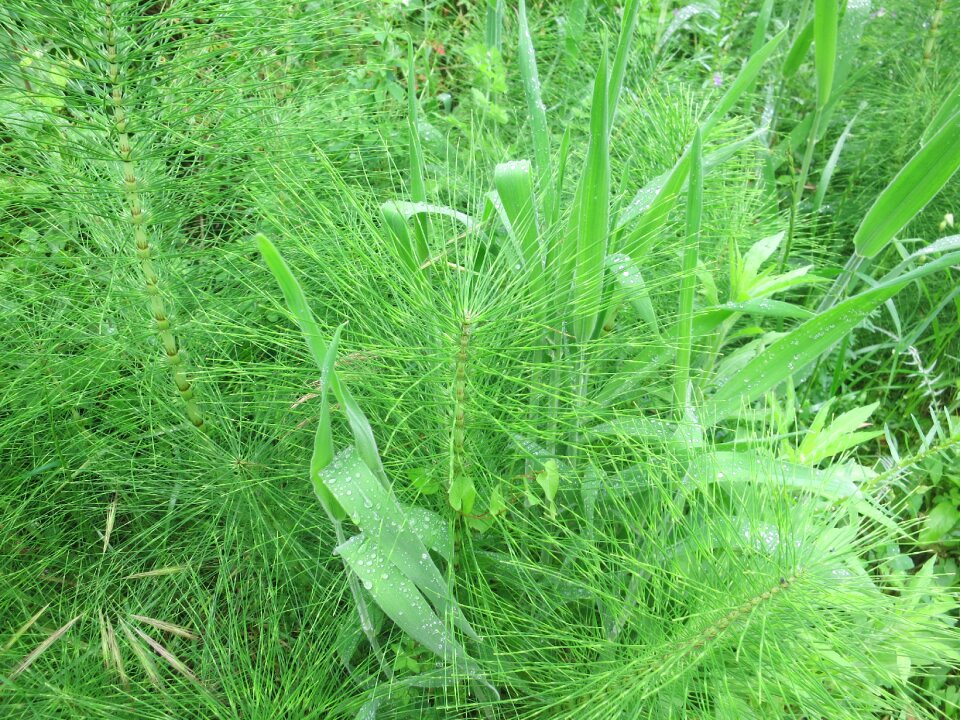 Equisetum arvense field horsetail cat wedel
