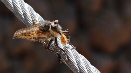 Wing louse close up