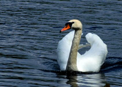 Lake water bird white photo