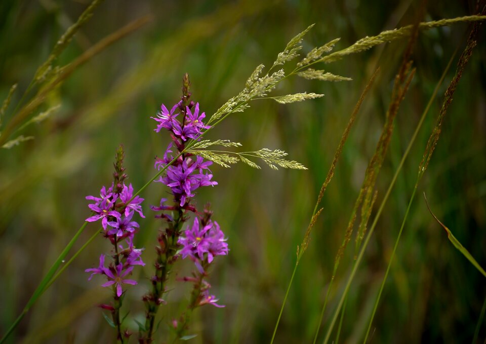 Nature flower plant