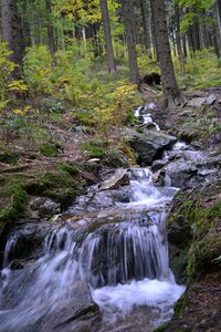 Grass flowing stones photo