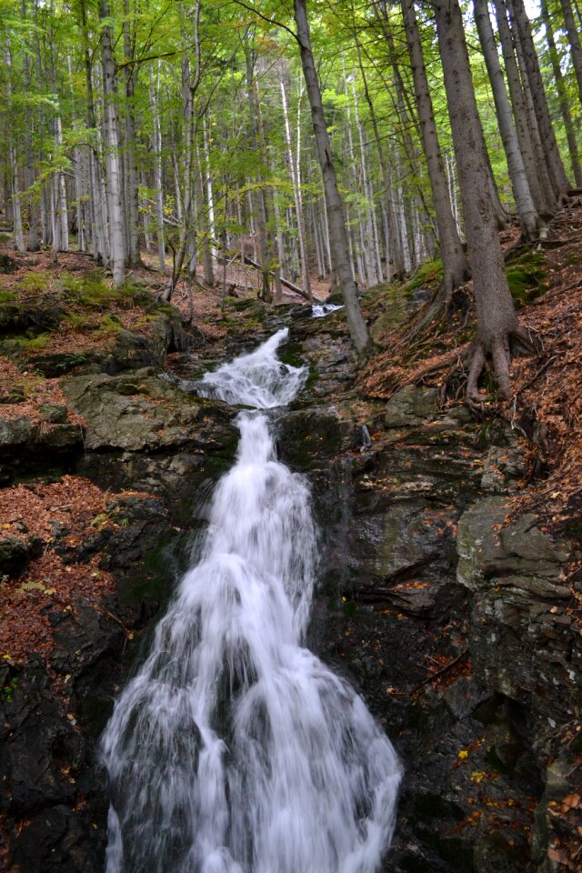 Water flowing tree
