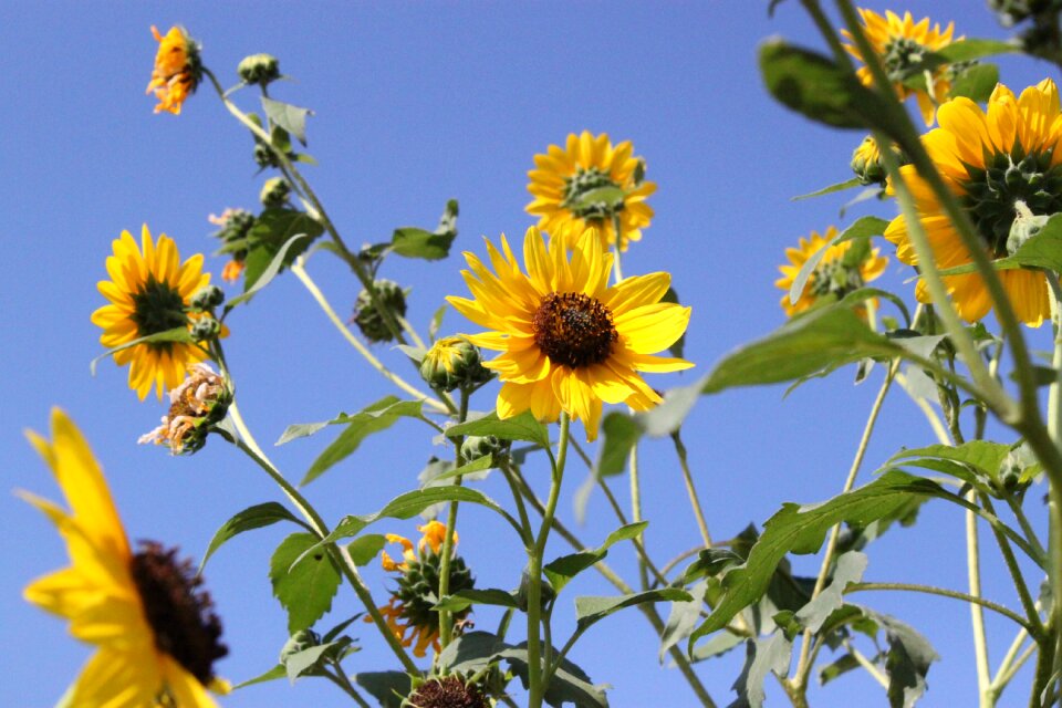 Flower summer yellow