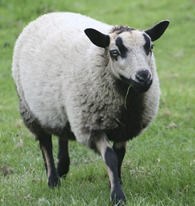 Animal grass lamb photo