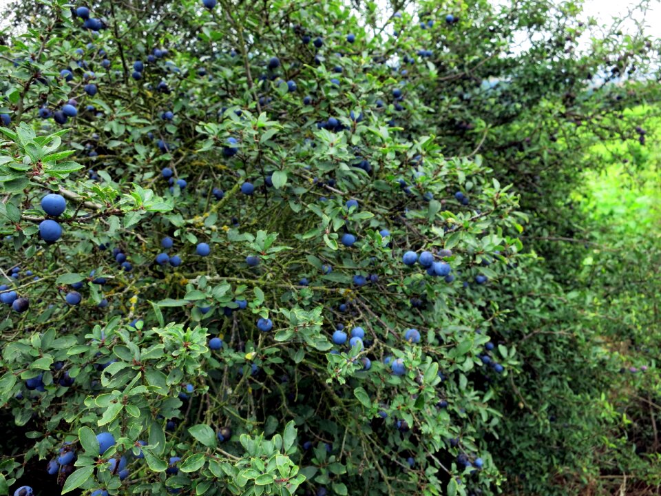 Fruits bush nature