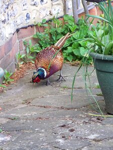 Bird wild natural photo