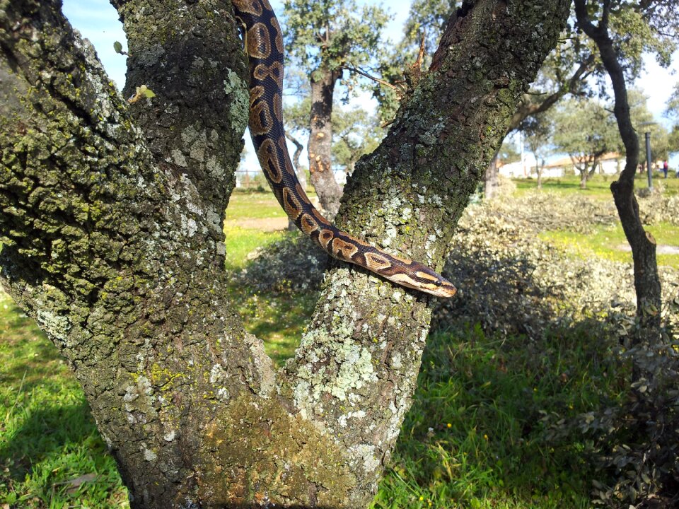 Animals nature fauna