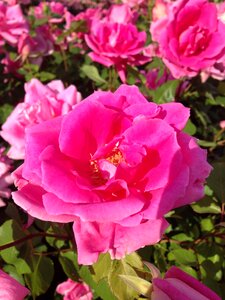 Nature beautiful floral