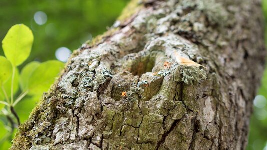 Tree nature branch