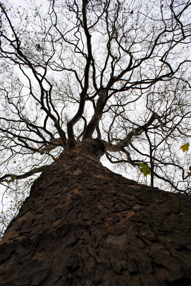 Treetops landscape height