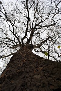 Treetops landscape height