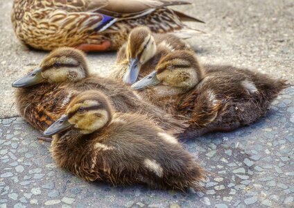 Young small waterfowl photo