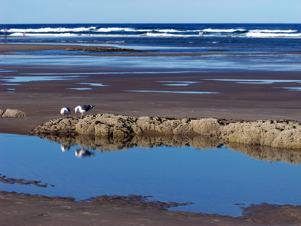 Seagulls ocean waves photo