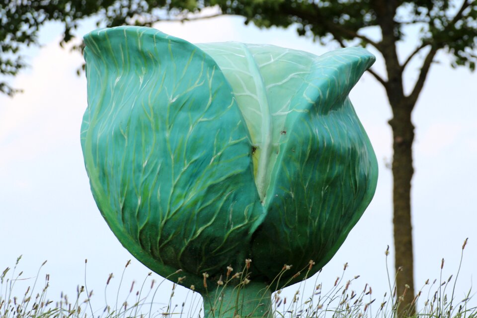 Kohl agriculture crop