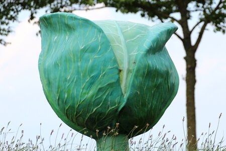 Kohl agriculture crop
