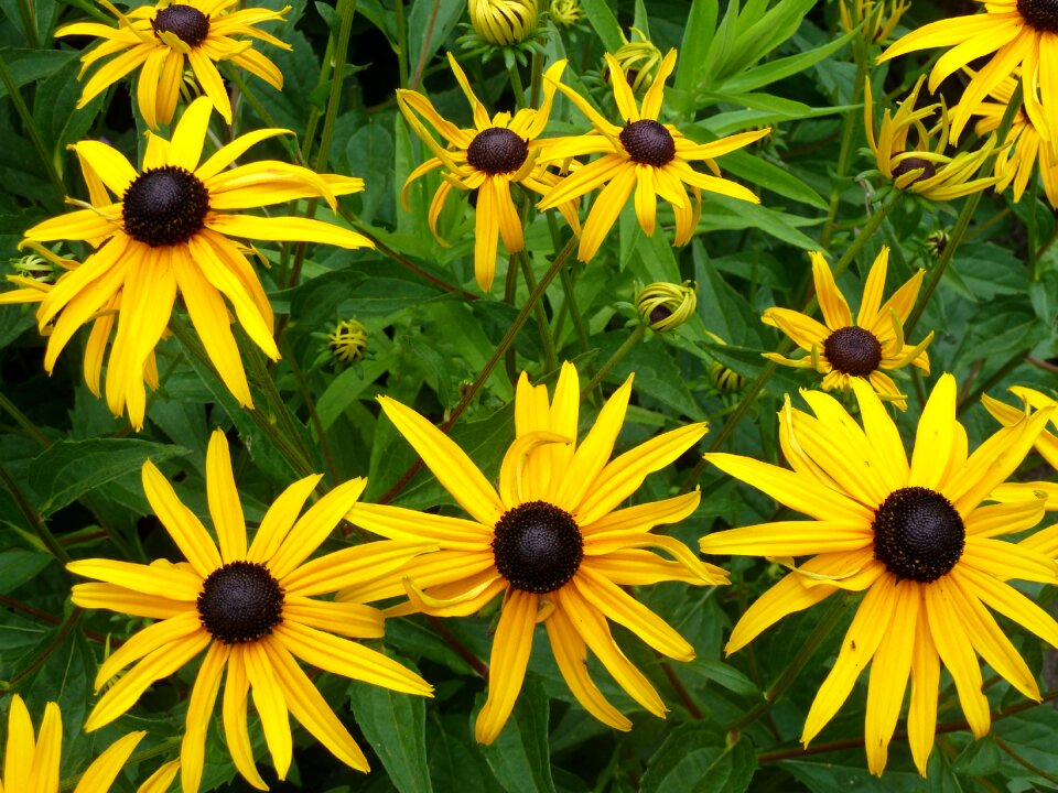 Nature plant floral