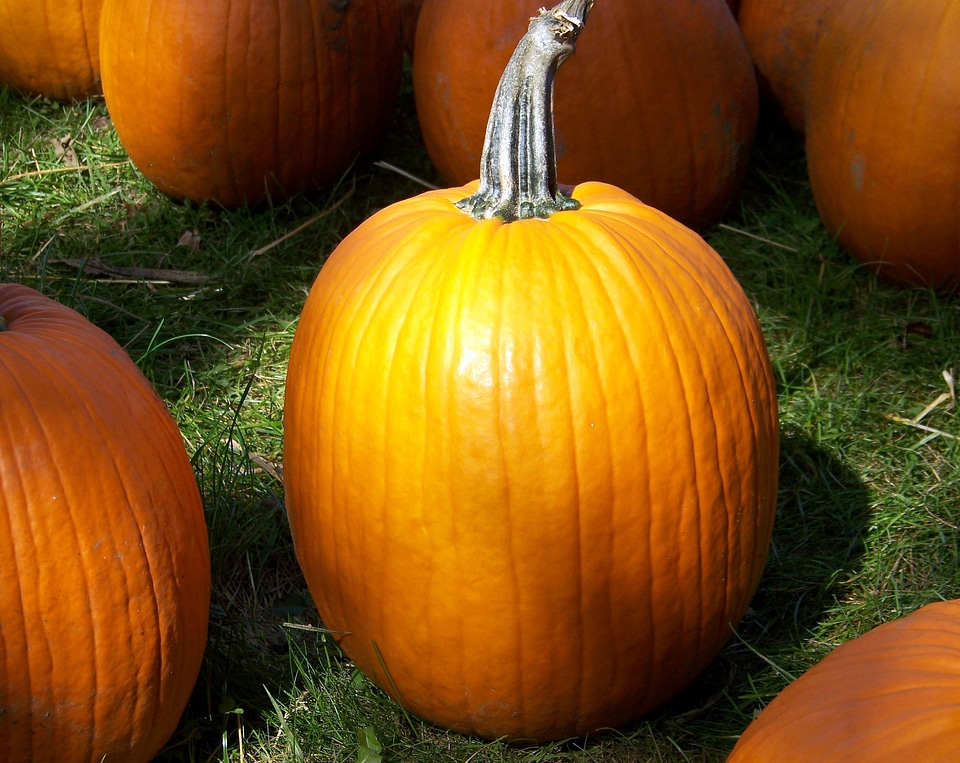 Halloween pumpkin holiday