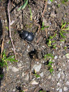 Insect nature ground
