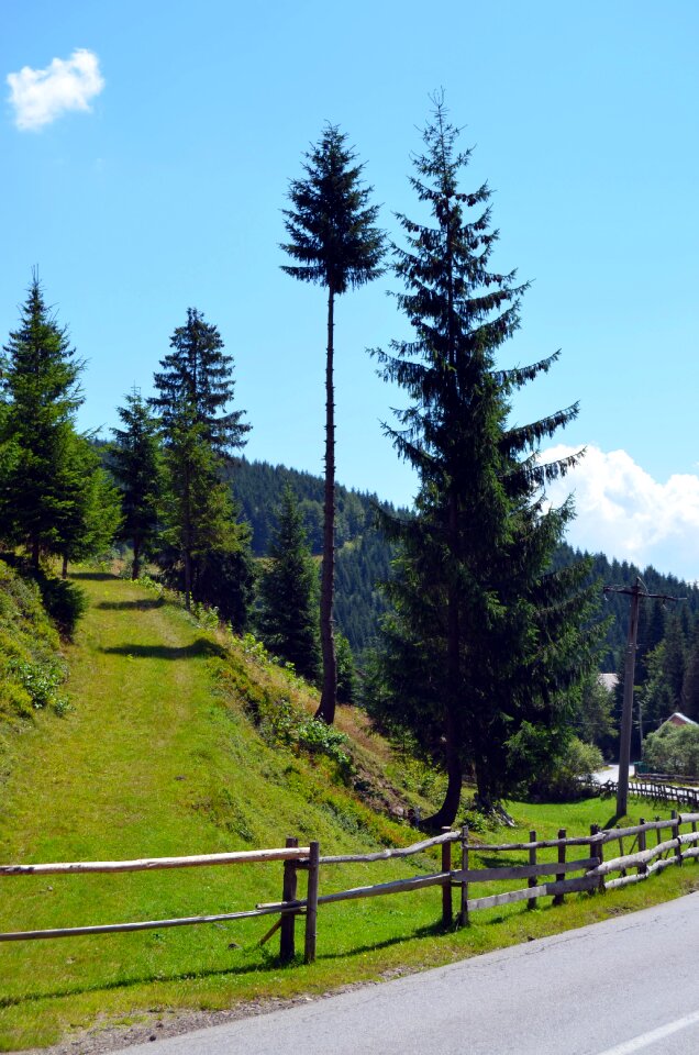 Pasture fir trees nature