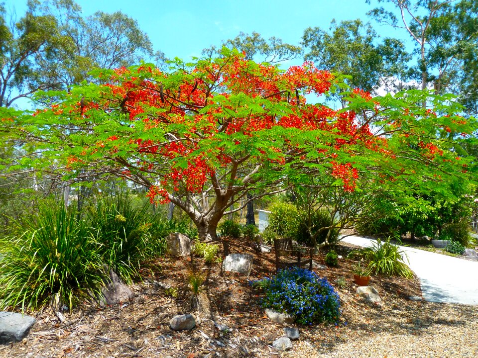 Colorful blossoms ornamental
