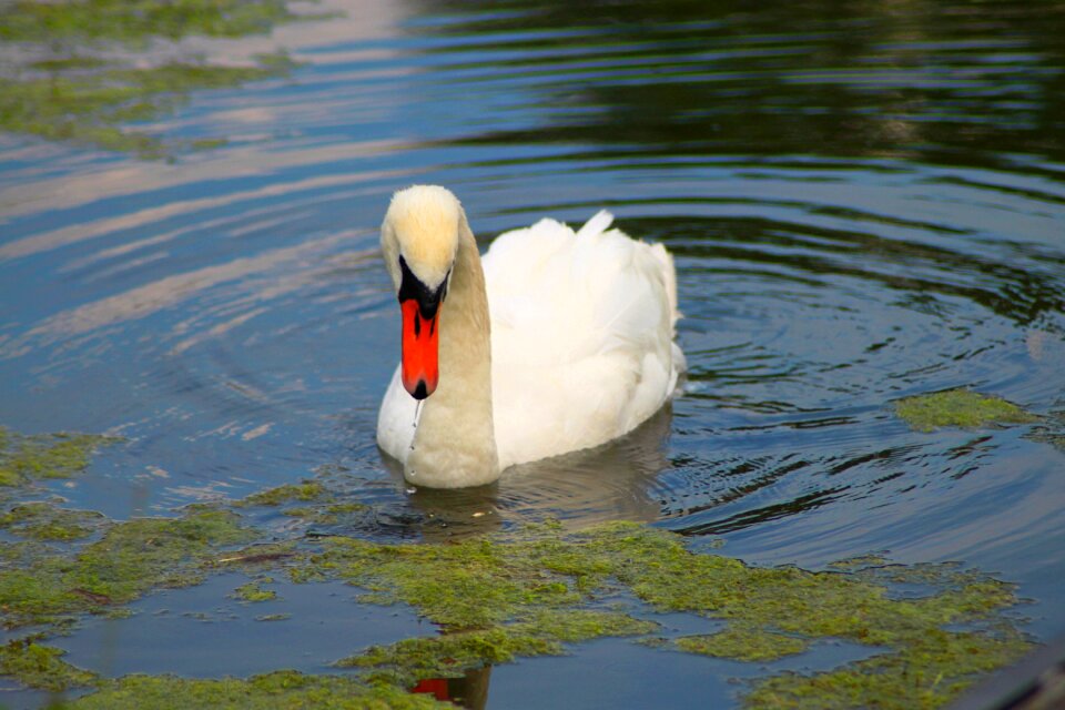 Nature animal noble