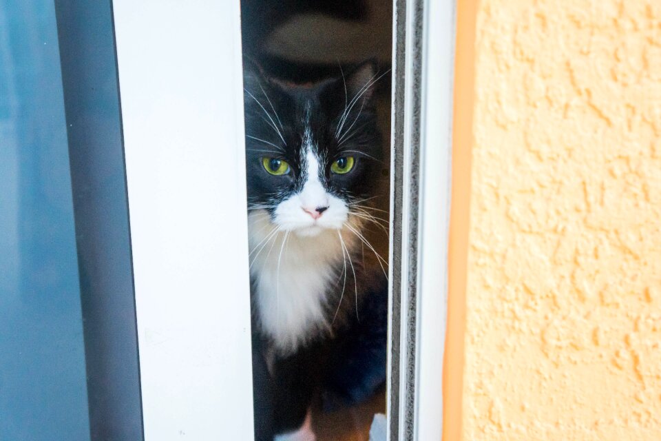 Feline domestic animal