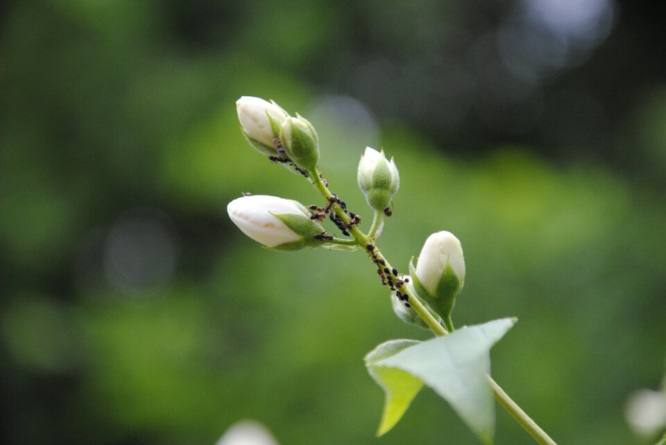 Blossom bloom bud