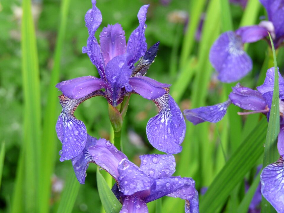 Floral nature plant
