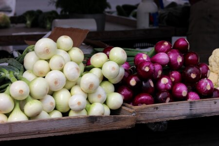 The onion red onion vegetarian photo