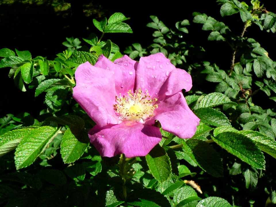 Blossom bloom raindrop