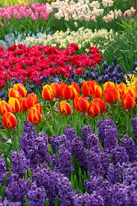 Colorful hyacinths flora