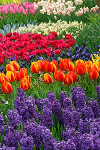 Colorful hyacinths flora photo