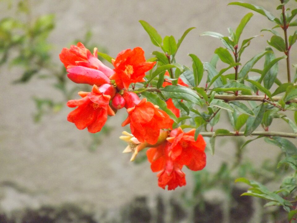 Pomegranate flowers red flower