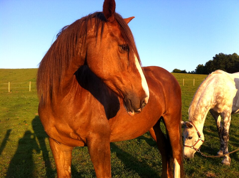 Equine nature farm photo